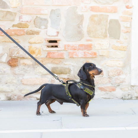 AXAECO 4 SEASON LEASH - S