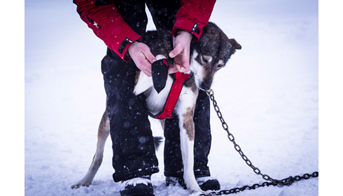 Neewa dog bootie