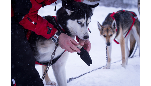 Neewa Dog Bootie