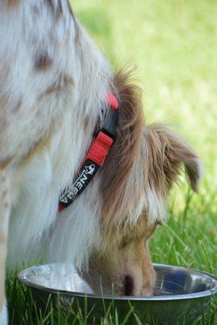 Tagging Pet Collar