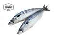 MAKREEL | 500 GRAM | ENKEL AFHALEN OP BESTELLING