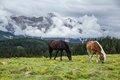 PAARDENLUCHTPIJP - 1 KG | ENKEL AFHALEN OP BESTELLING