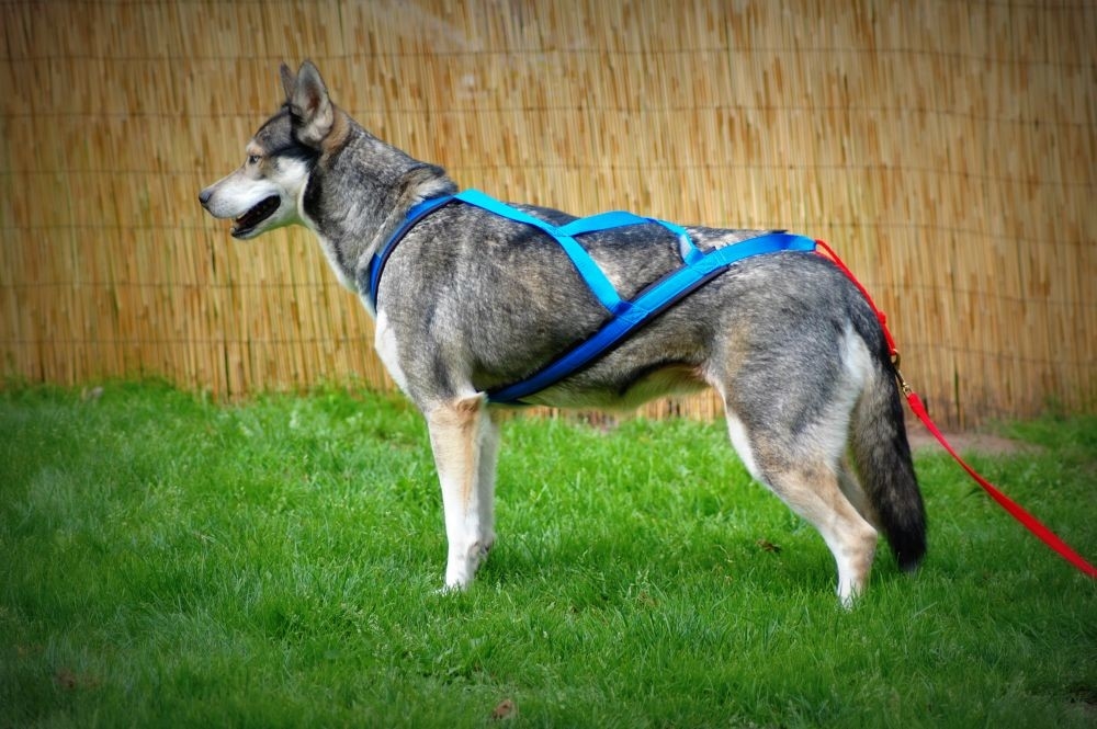 Neewa Sled Pro Harnas - Run Pride | Dog sport equipment