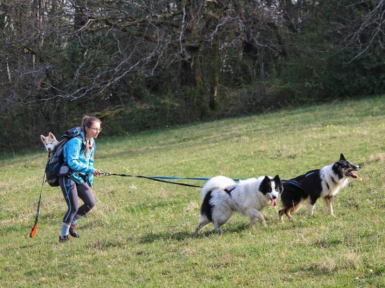 Op stap met je hond