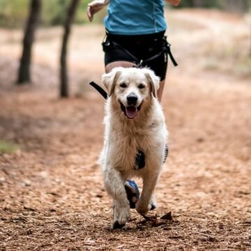 merk Bewijs Uitdrukkelijk CaniTrail en Canicross harnassen - Run with Pride | Dog sport equipment
