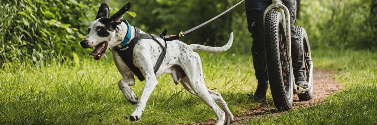 SPORT-&-ACTIEVE-HONDEN