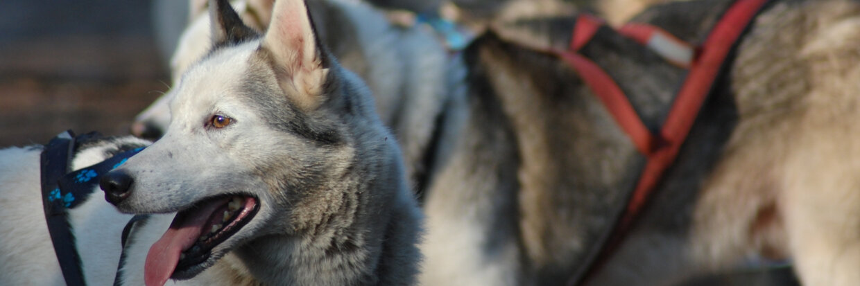 MEER DAN 5 DIEREN VERVOEREN?