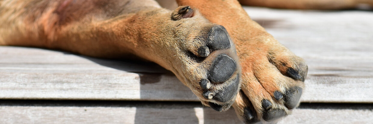 VOETZOLEN VAN DEHOND BIJ WARM WEER 