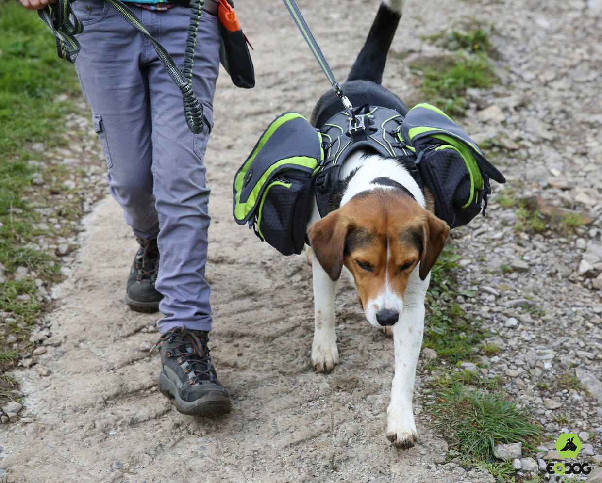 HIKEN MET JE HOND, WAT JE NIET MOET VERGETEN 