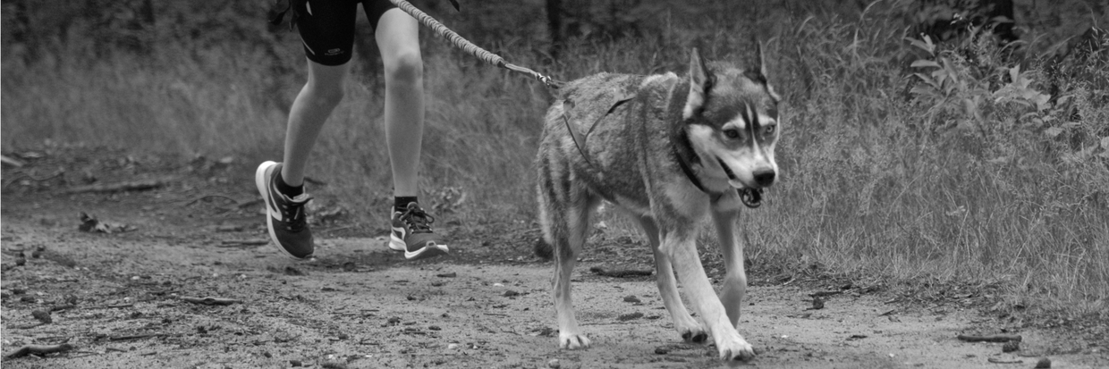 CANICROSS OF CANITRAIL?