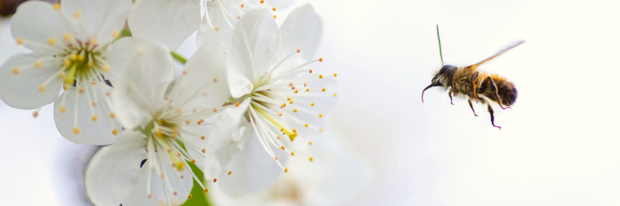 BIJENSTEEK BIJ DE HOND