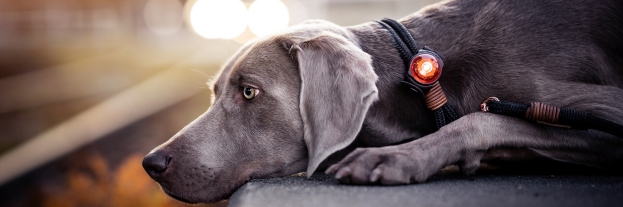 DE KLEUREN VAN DE ORBILOC SAFETY LIGHTS