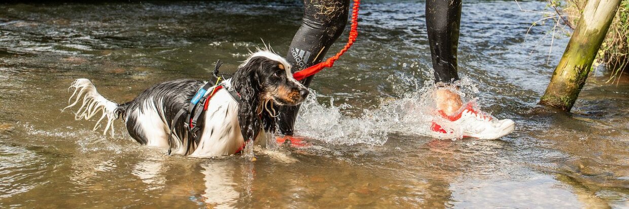 WANNEER KUN JE MET JE HOND GAAN SPORTEN?