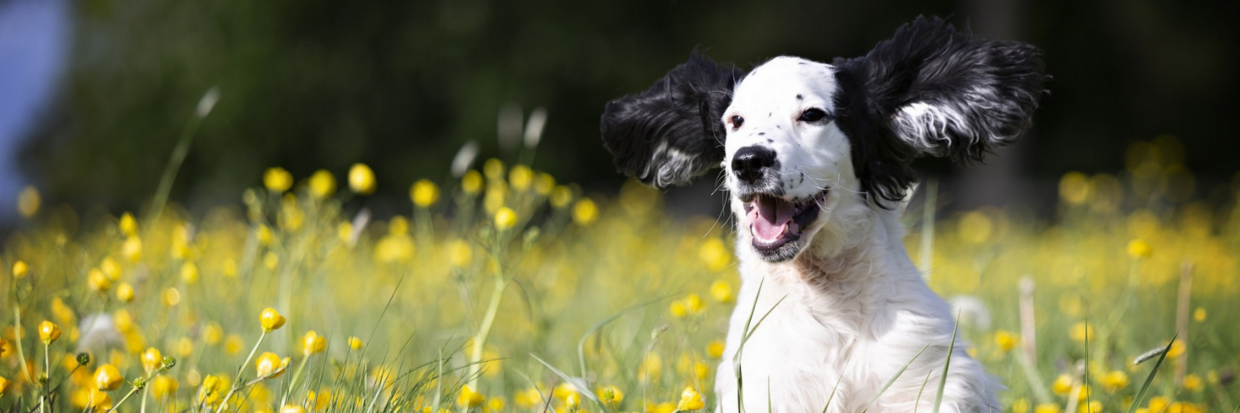 HOE KRUIDEN EN GROENTEN JE HOND ONDERSTEUNEN