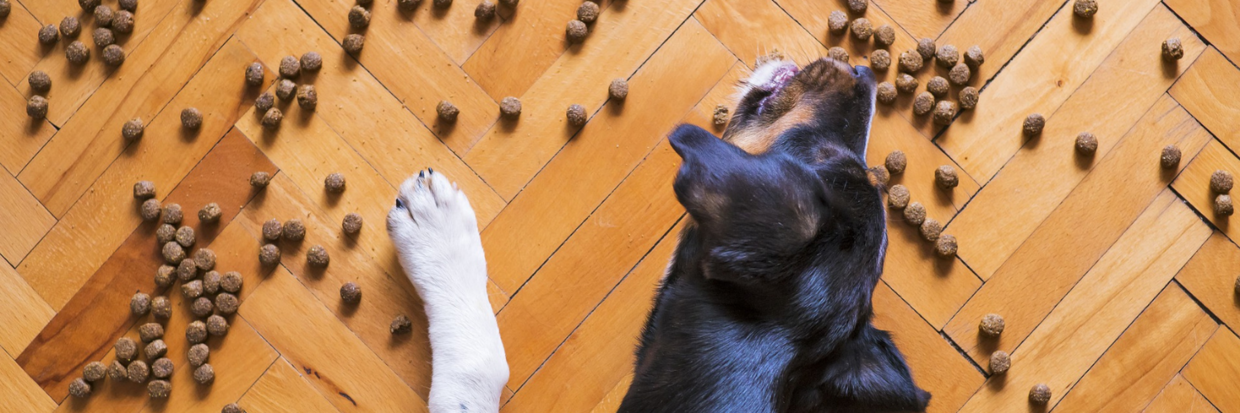 WAT IS HET VERSCHIL TUSSEN HONDENBROKKEN?