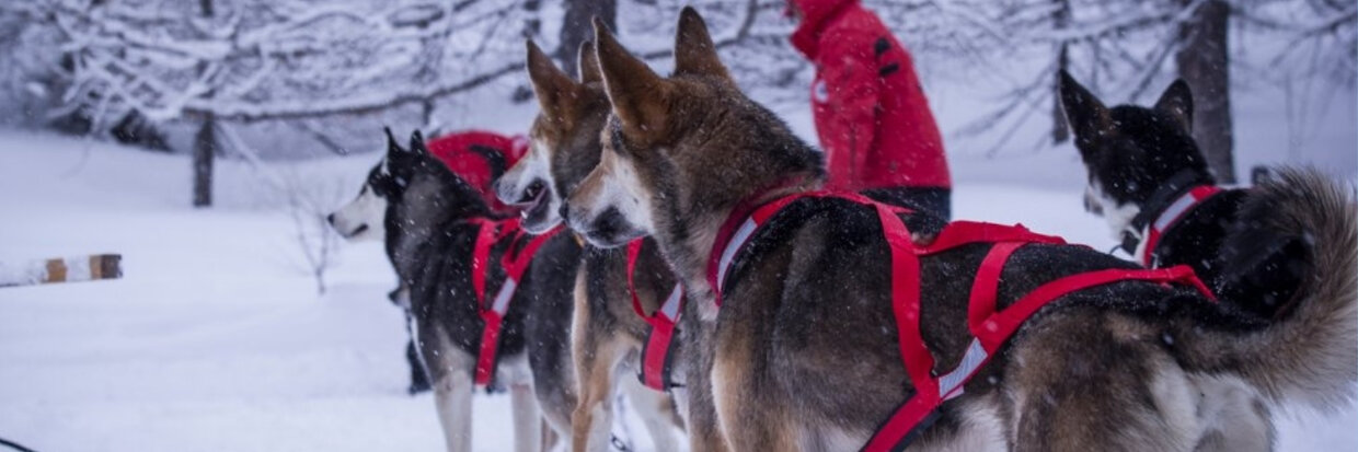 BOOTIES VOOR HONDEN: SOORTEN, MAAT EN GEBRUIK 