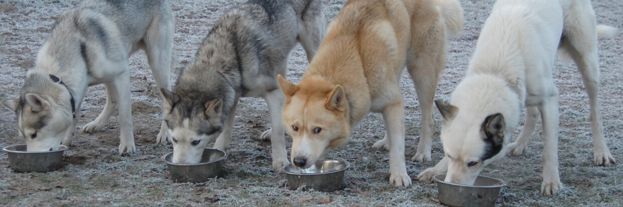 HYDRATATIE BIJ WERKHONDEN