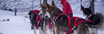 BOOTIES VOOR HONDEN: SOORTEN, MAAT EN GEBRUIK 