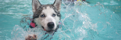 VEILIG MET JE HOND DE ZOMER IN