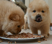 KIVO Puppypakket