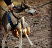 Sleddog Pro harnas | X Back harnas
