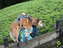 EQDog Pro Harnas - met reflectieband