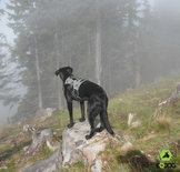 EQDog Pro Harnas - met reflectieband