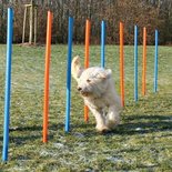 Agility Slalom