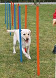 Agility Slalom