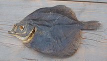 Scholletjes | 150 gram