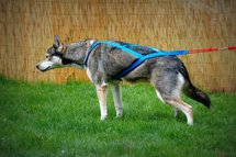 Sleddog Pro harnas | X Back harnas - Oranje *limited edition*