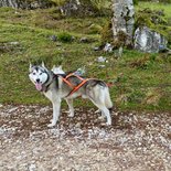 Sleddog Pro harnas | X Back harnas - Oranje *limited edition*