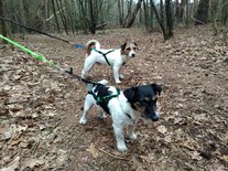 Inlandsis open-back harnas - voor kleine honden onder de 15 KG