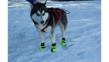 Dog Boot (2 stuks)