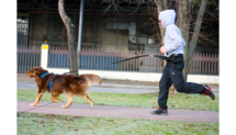 Dog Trekking Belt | Heupgordel
