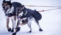Dog Coat