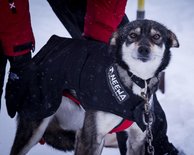 Dog Coat