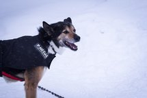 Dog Coat