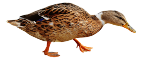 DOGMEAT EEND COMPLEET - VLEESROL 200 GRAM