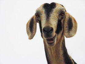 DOGMEAT GEIT - VLEESROL 500 GRAM 