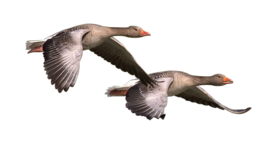 DOGMEAT GANS - VLEESROL 500 GRAM