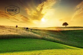 DOGMEAT RUNDERPENS COMPLEET - VLEESROL 500 GRAM