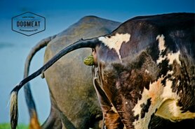 DOGMEAT RUNDERBOEKMAAG - VLEESROL 1000 GRAM