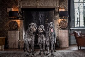 DOGMEAT 5 DIEREN PRESTIGE - VLEESROL 500 GRAM