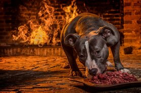 DOGMEAT JUNIOR 7 - 12 MAANDEN - VLEESROL 1000 GRAM