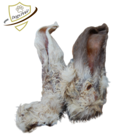 KONIJNENOREN MET VACHT