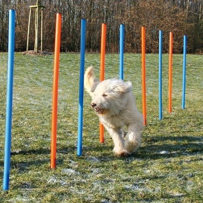 Agility Slalom
