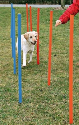 Agility Slalom