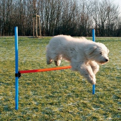 Agility Hoogtesprong