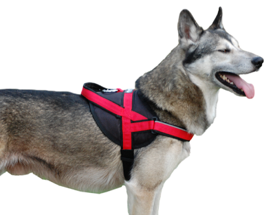 Utility Harness